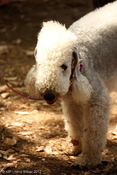 2012-07-01 B & B - Bedlington & Bichon Fun Day (285)_1000x1500.jpg